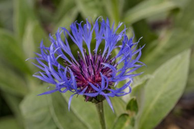 Mavi knapweed, erkek çiçekli.