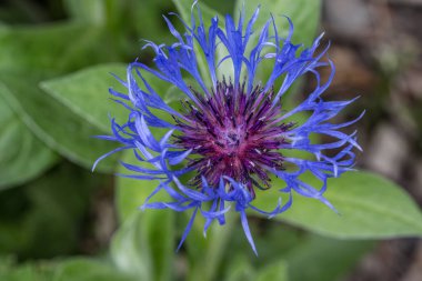 Mavi knapweed, erkek çiçekli.