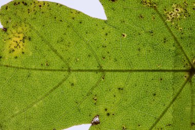 Yaprak damarlı sonbahar meşe yaprağı