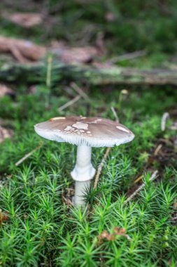 Ölümcül zehirli mantar yosununda