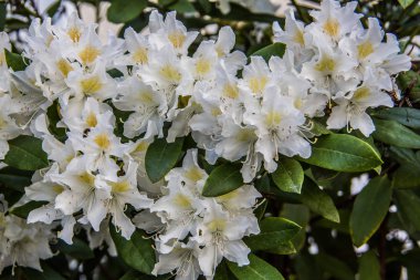 Çalı üzerinde beyaz çiçek açan rhododendron