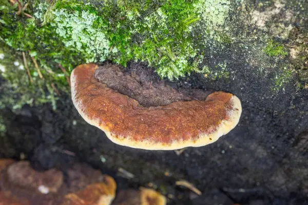 Fungo de árvore no tronco de madeira morta — Fotografia de Stock