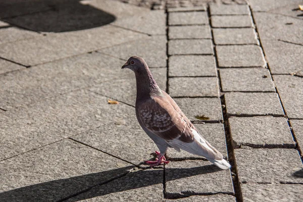 Pecking pigeons on market place — Stock Photo, Image