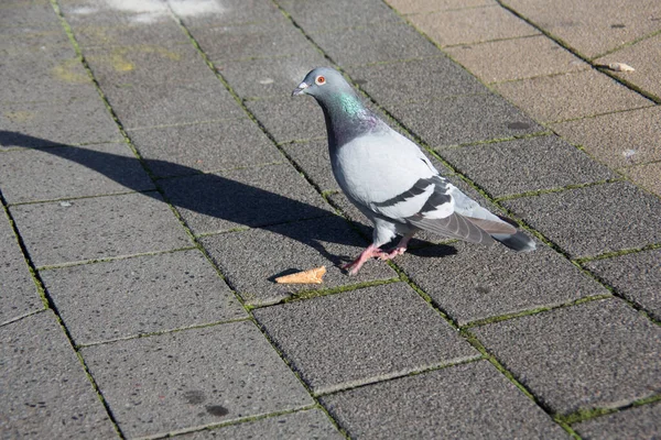 Pecking pigeons on market place — Stock Photo, Image