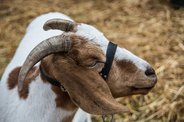 Cabeza de cabra con cuernos — Foto de Stock