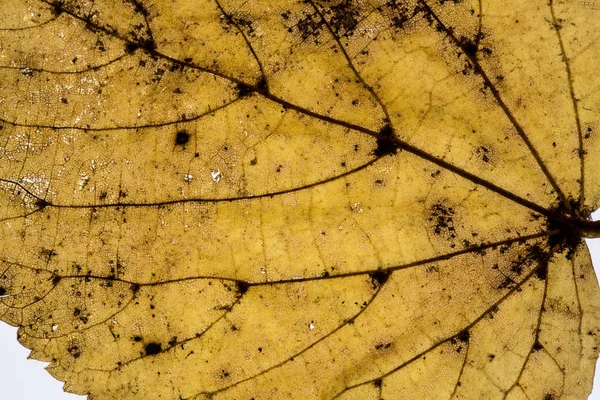 Beukenblad met bladnerven — Stockfoto
