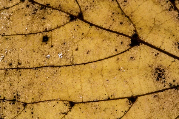 Beukenblad met bladnerven — Stockfoto