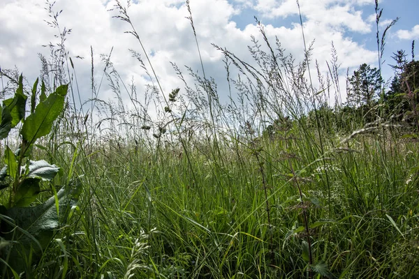 Prato verde estivo con erbe e fiori — Foto Stock