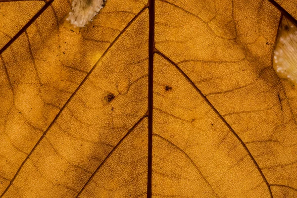 Herfstesdoornblad met bladnerven — Stockfoto