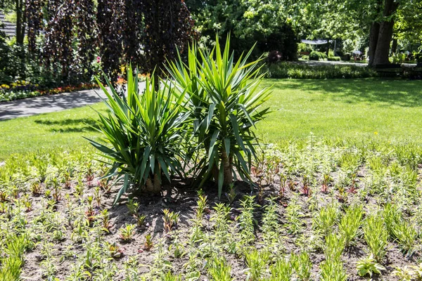 Palm- en groene planten in de kasteeltuin — Stockfoto