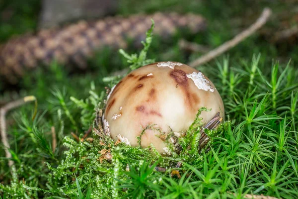 Gesprenkelter Fliegenpilz im Moos — Stockfoto