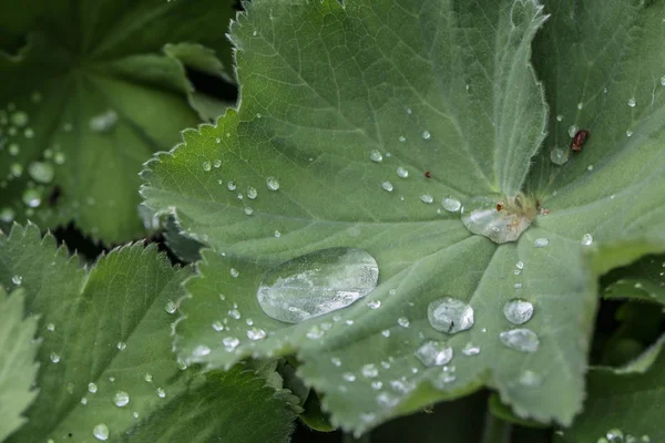 Blätter des Frauenmantels mit Regentropfen — Stockfoto