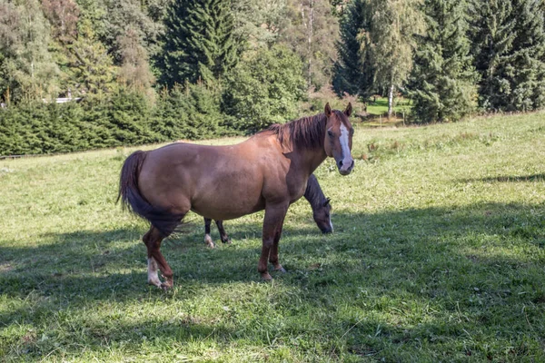 Braune Pferde auf Weide — Φωτογραφία Αρχείου