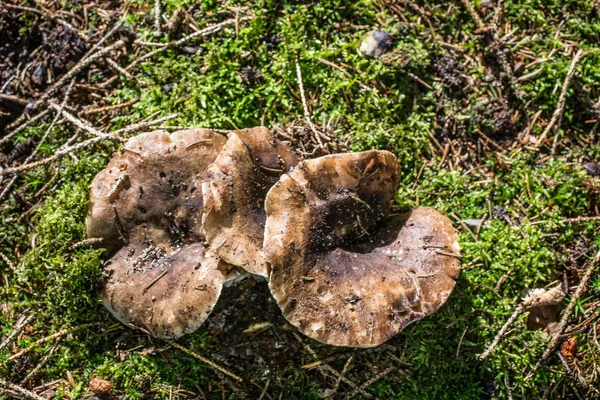 Cogumelo marrom no chão da floresta — Fotografia de Stock