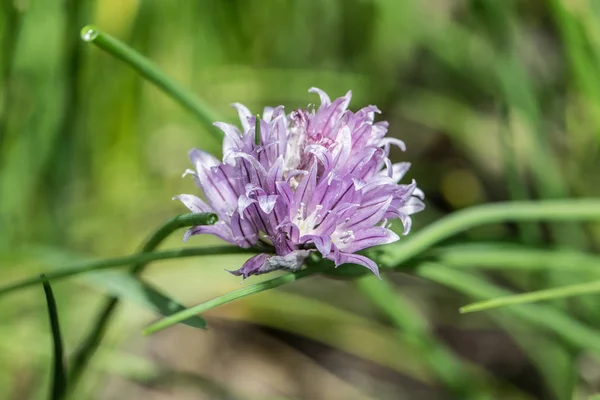 Purpurblomma av gräslök — Stockfoto