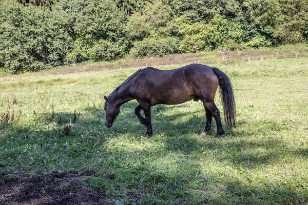 Braune Pferde auf Weide — Fotografia de Stock