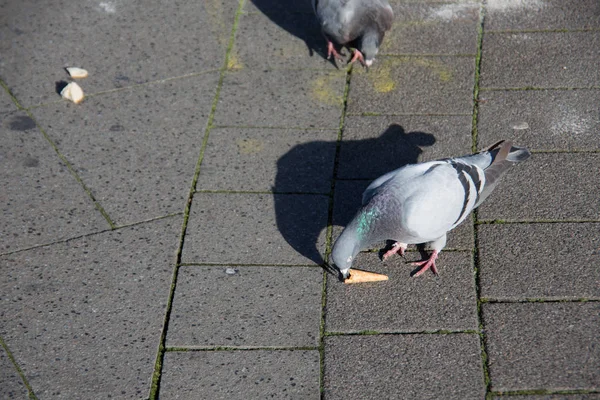 Pecking pigeons on market place — Stock Photo, Image