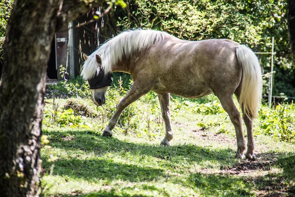 Appelschimmel graast op weiland — Stockfoto