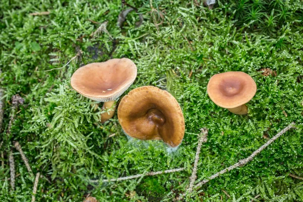 Champiñón marrón sobre hierba de musgo — Foto de Stock