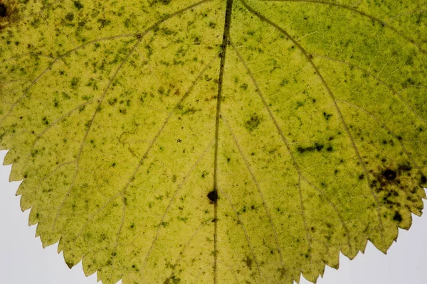 Beukenblad met bladnerven — Stockfoto