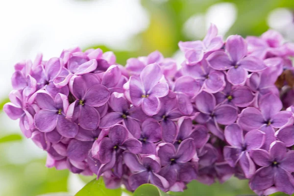 ブッシュの上に紫色のライラックの花 — ストック写真