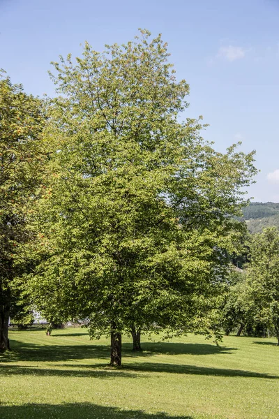 Jardins spa Freudenberg avec de vieux arbres — Photo