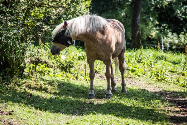 Jablečné plísně na pastvinách — Stock fotografie