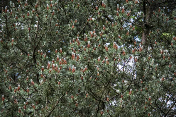 Conifères verts avec cônes — Photo