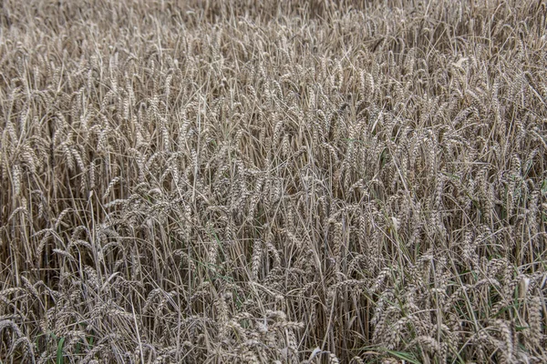 Ripe grain field in autumn — Stock Photo, Image