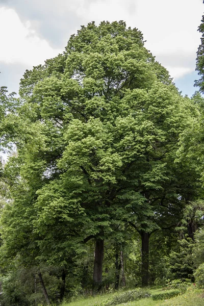 Зеленые лиственные деревья с большой короной — стоковое фото