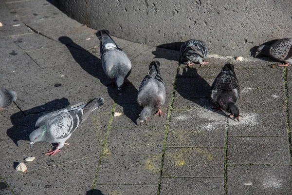 Klování holubů na trhu — Stock fotografie