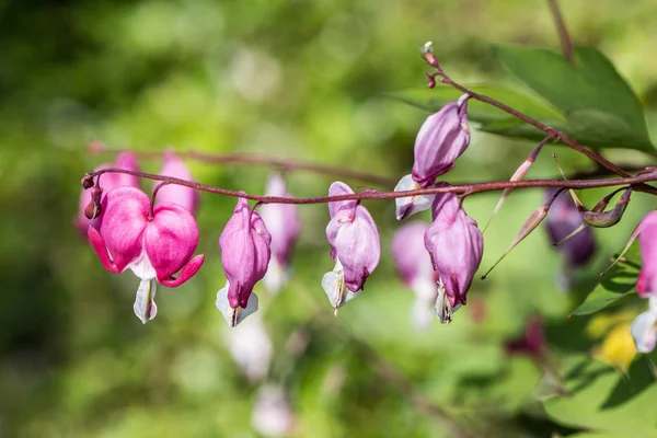 Rode bloemen van het bloedende hart — Stockfoto