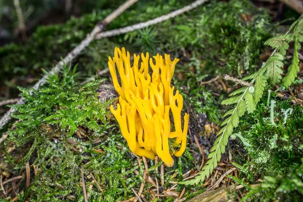 Fungo giallo sul pavimento della foresta — Foto Stock