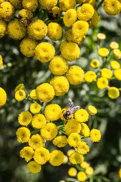 Отруйний лосьйон з бджолою — стокове фото