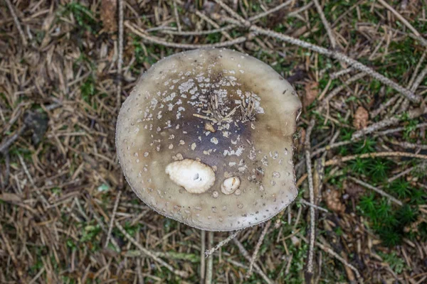 Cogumelo lamela marrom no chão da floresta — Fotografia de Stock