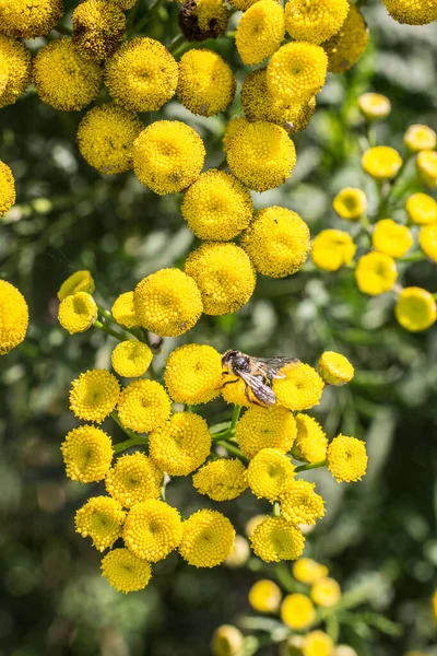 Herbe à tavelure toxique avec abeille — Photo