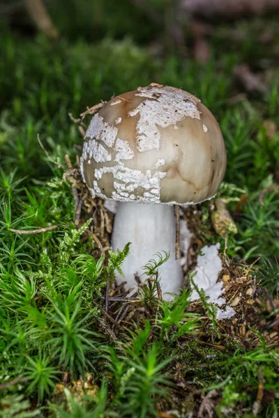 Speckled toadstool in moss — Stock Photo, Image