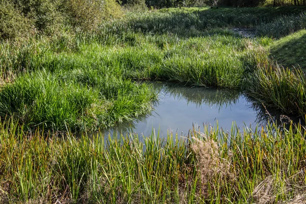 Moeraslanden als een moeras in de gracht — Stockfoto