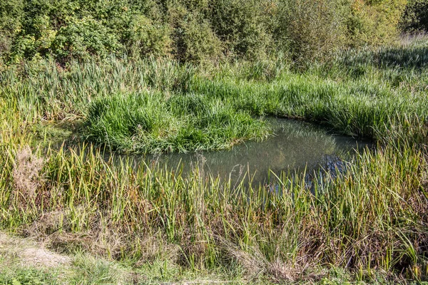 Swamp lands as a wetland in the moat — Stock Photo, Image