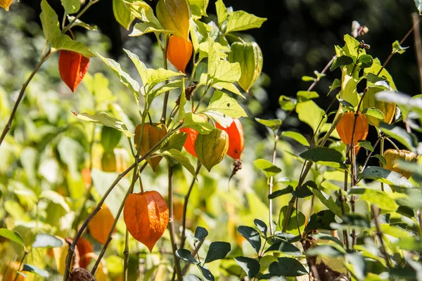 Cut flowers, bubble cherries in garden — 스톡 사진