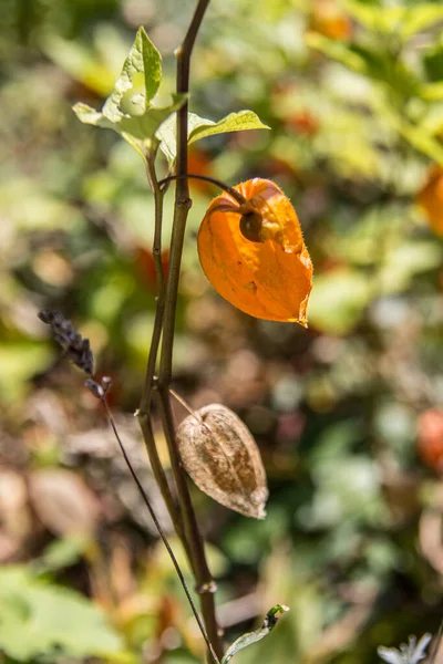 Fleurs coupées, cerises à bulles dans le jardin — Photo