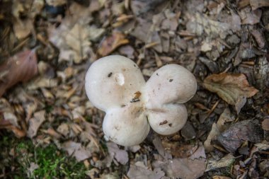 Yonca şeklinde mantar.