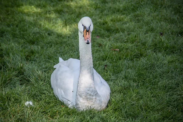 Swan è seduto sul prato — Foto Stock