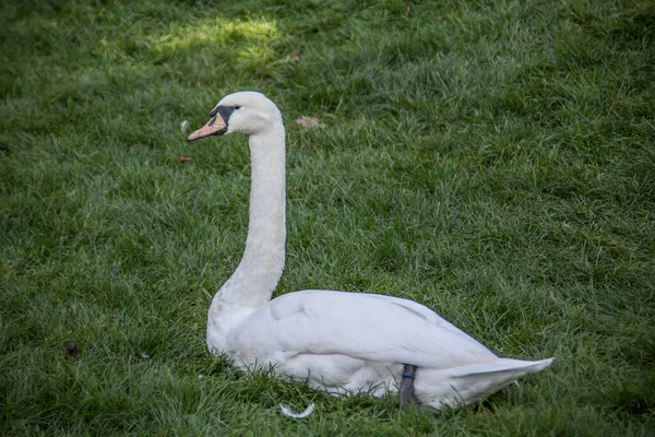 Swan è seduto sul prato — Foto Stock