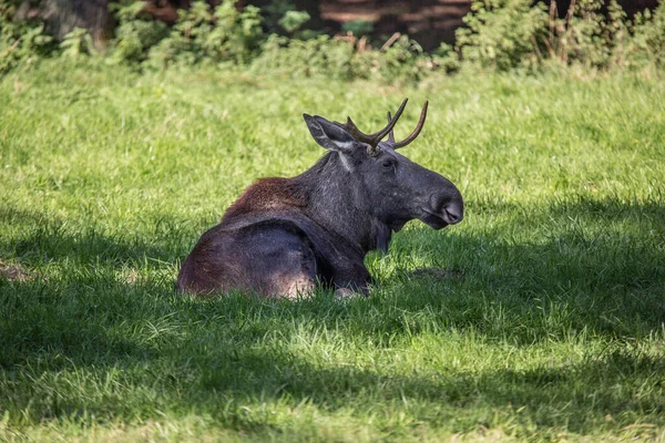 L'orignal se trouve sur la prairie au soleil — Photo