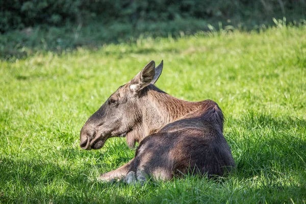 麋鹿躺在阳光下的草地上 — 图库照片