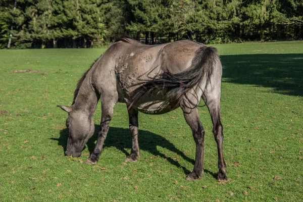 草场上的棕色野马 — 图库照片