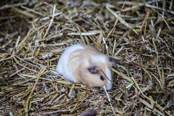 Pied cobaias na palha — Fotografia de Stock