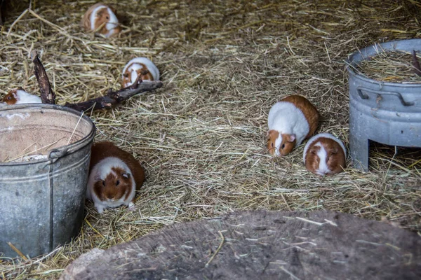 Conejillos de indias en la paja —  Fotos de Stock