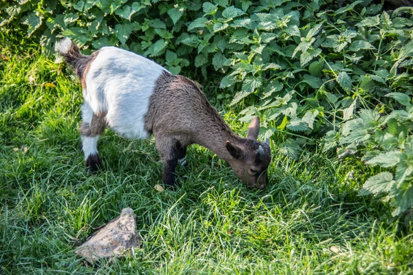 Chèvres blanches brunes sur pâturage — Photo